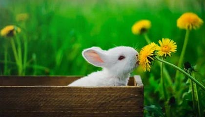 开云网址入口-快船再次大胜乔治高效砍分，快船乔治图片